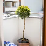 Διαμέρισμα Leonardo *